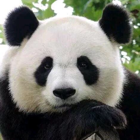 熊猫为什么会变成国宝呢？百思不得其解呢？这货可是上古神兽啊！